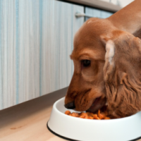 dog eating food in the kitchen