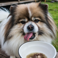 a fluffy dog eating fast