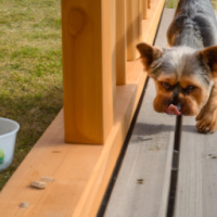 a feeder dispensing food → dog finishes fast → looks bored