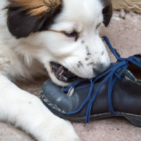 a dog chewing on a shoe