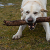 a dog showing destructive behavior
